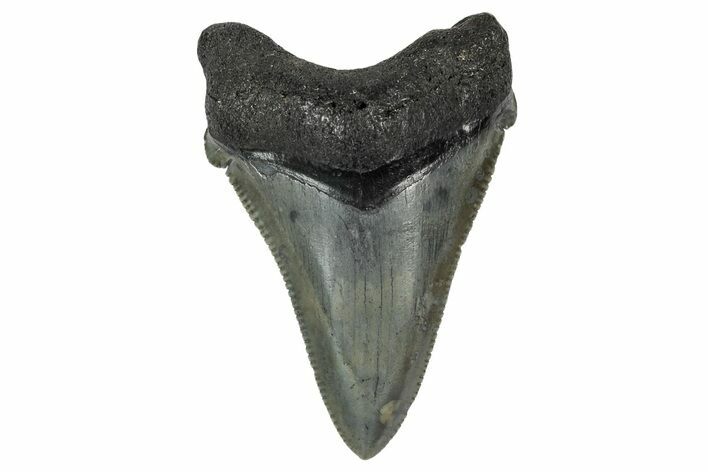 Serrated Angustidens Tooth - Megalodon Ancestor #340363